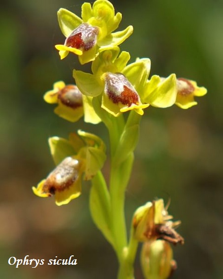 Orchidee dell''Epiro e del Peloponneso